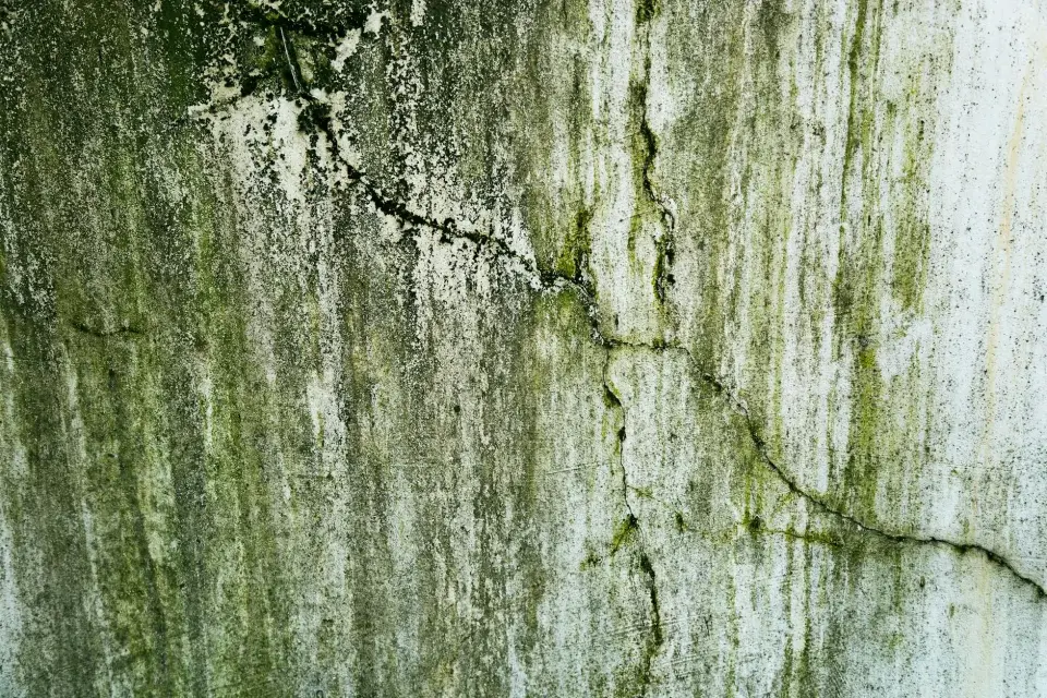Our Commitment to a Mold-Free San Jose